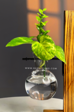 Bulb Glass Planter with Wooden Stand - Image 5